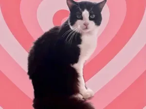 Gato raça Srd idade 1 ano nome Bolachao lindo 