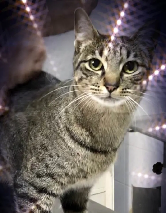 Gato raça Srd idade 1 ano nome Gucci lindo 