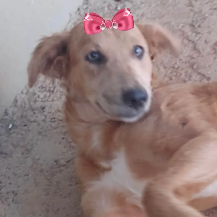 Cachorro ra a Mestiça  idade 2 a 6 meses nome Susi 