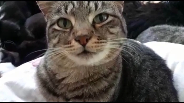 Gato raça Srd idade 1 ano nome Giorgio Armani 