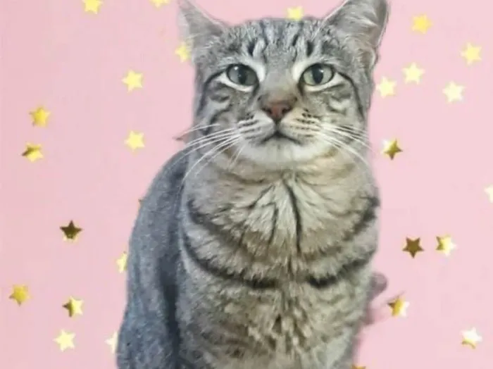 Gato raça Srd idade 1 ano nome Giorgio Armani 