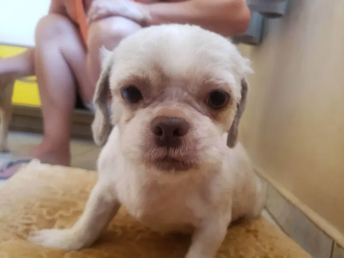 Cachorro ra a Shitzu idade 2 anos nome Lilika
