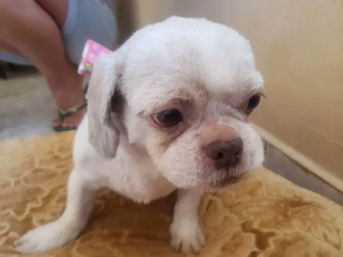 Cachorro ra a Shitzu idade 2 anos nome Lilika