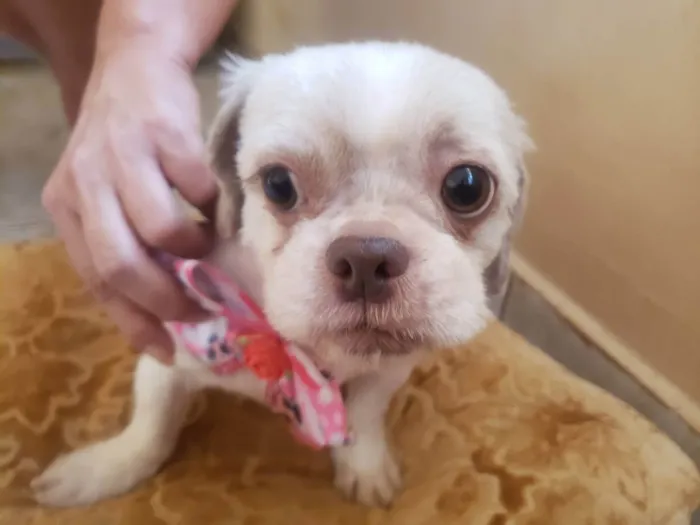 Cachorro ra a Shitzu idade 2 anos nome Lilika