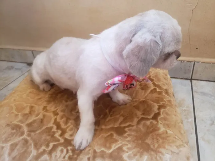 Cachorro ra a Shitzu idade 2 anos nome Lilika