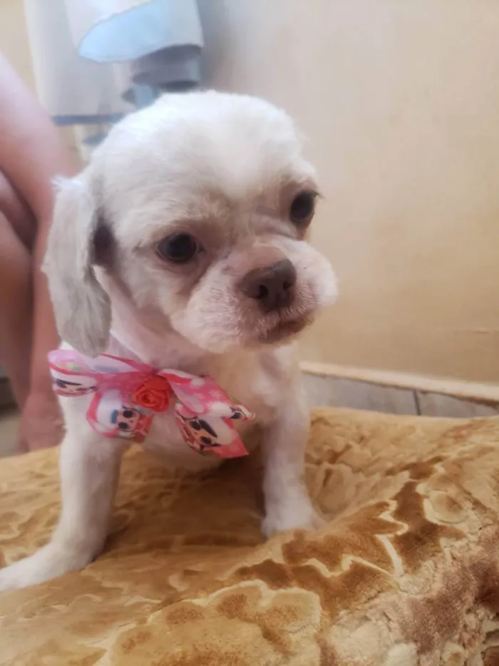 Cachorro ra a Shitzu idade 2 anos nome Lilika