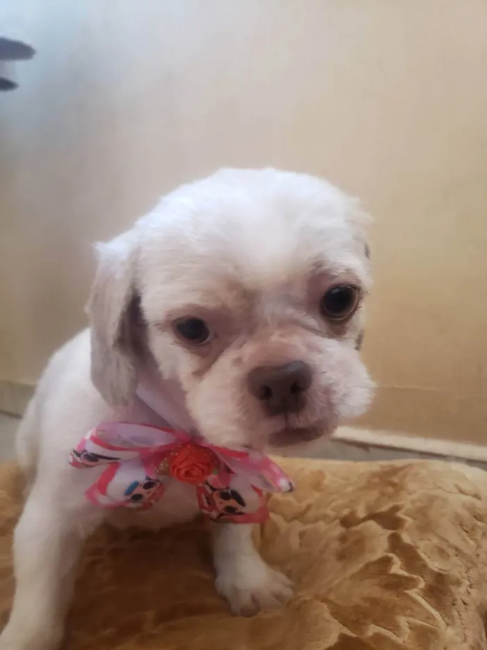 Cachorro ra a Shitzu idade 2 anos nome Lilika