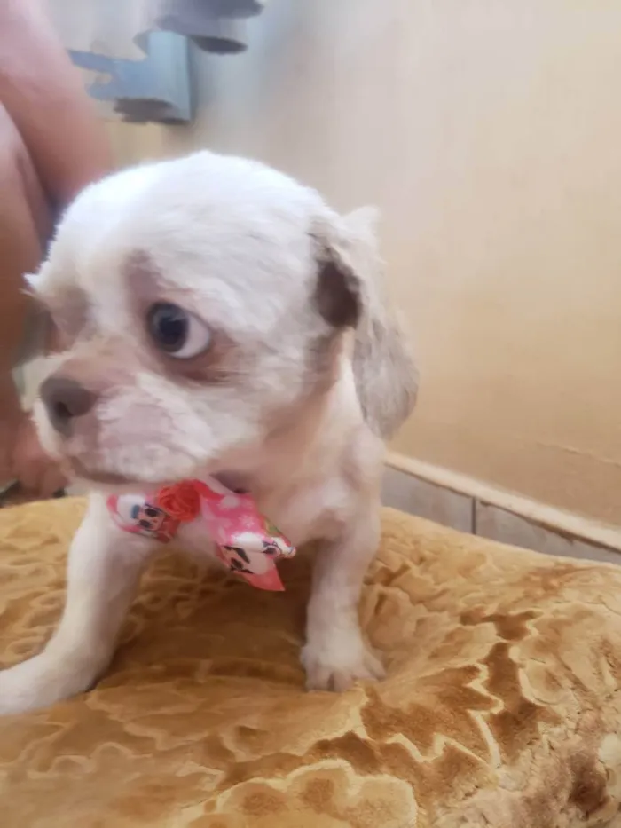 Cachorro ra a Shitzu idade 2 anos nome Lilika