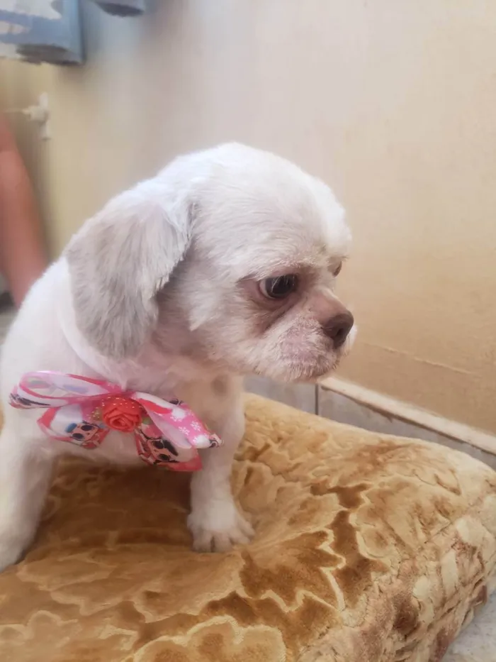Cachorro ra a Shitzu idade 2 anos nome Lilika
