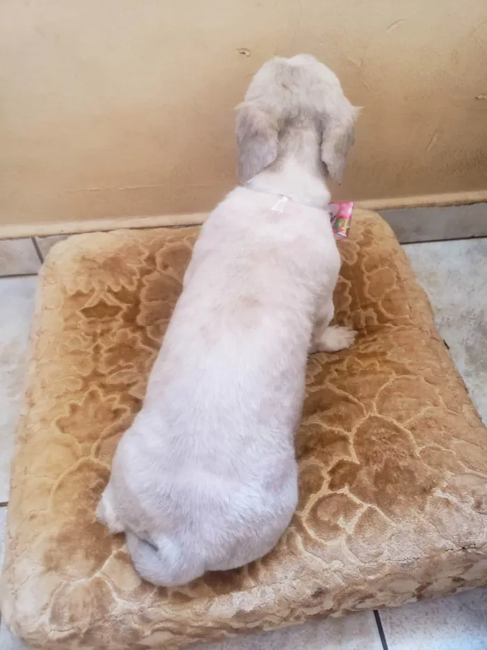 Cachorro ra a Shitzu idade 2 anos nome Lilika