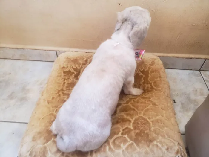 Cachorro ra a Shitzu idade 2 anos nome Lilika