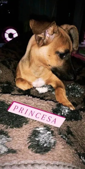 Cachorro raça Vira-lata com salsichinha  idade 2 anos nome July