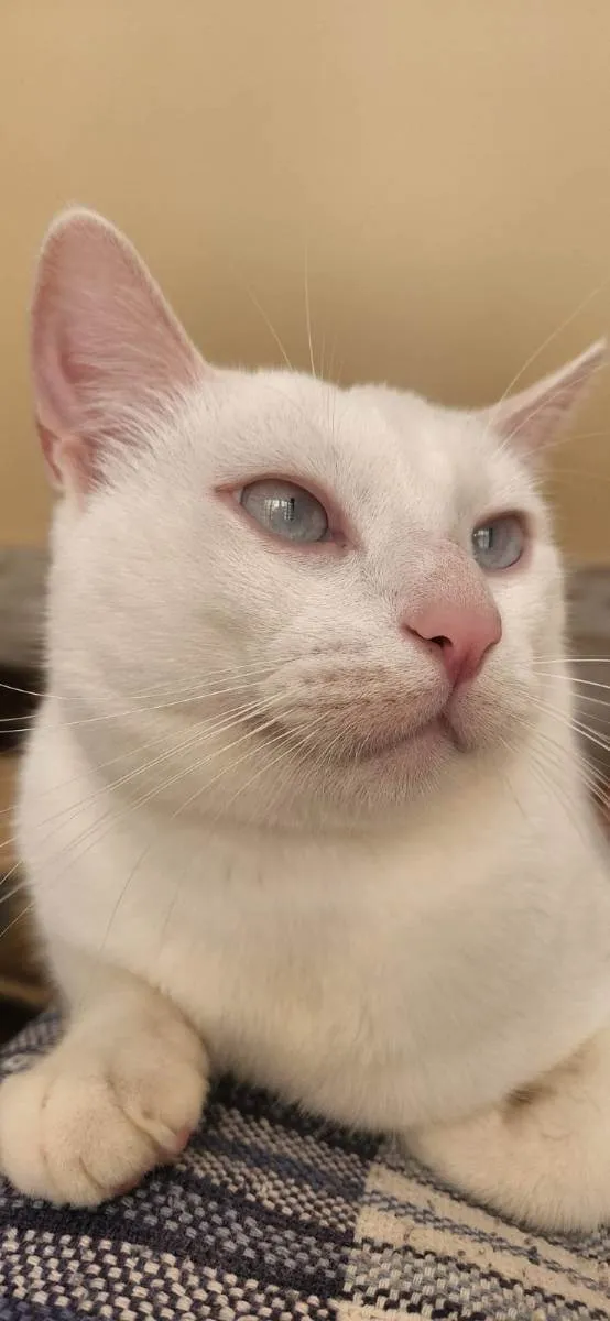 Gato ra a SRD idade 1 ano nome Snow