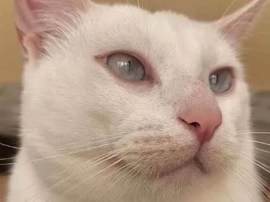 Gato ra a SRD idade 1 ano nome Snow