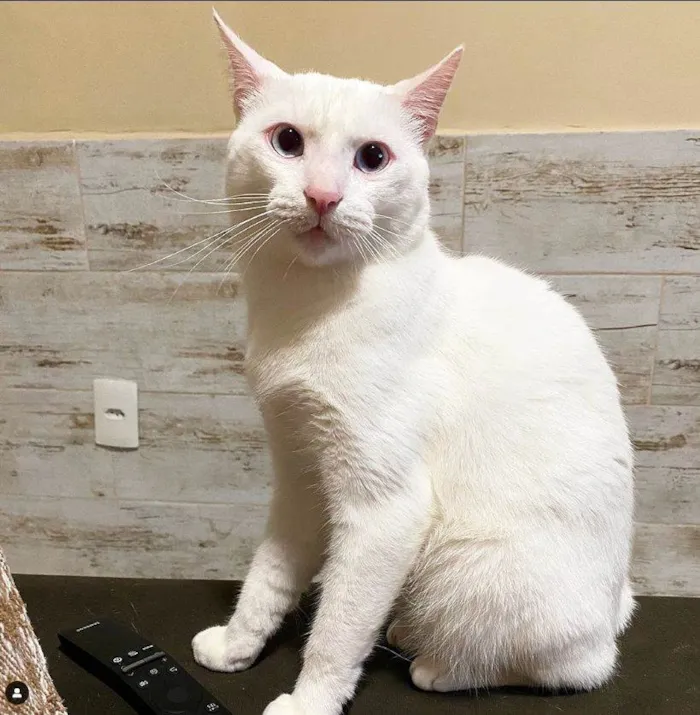 Gato ra a SRD idade 1 ano nome Snow