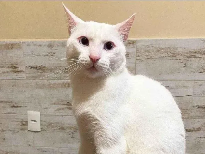 Gato ra a SRD idade 1 ano nome Snow