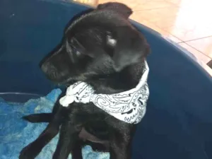 Cachorro raça Vira lata idade 2 a 6 meses nome Thobias 