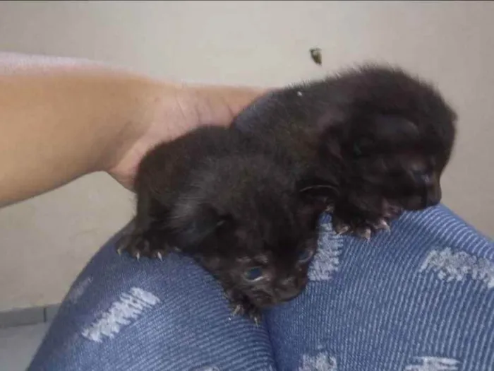 Gato raça Sem raça  idade Abaixo de 2 meses nome Sem nome 