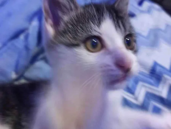 Gato raça Não sei  idade 2 a 6 meses nome Luffy