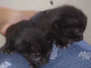 Gato raça Sem raça  idade Abaixo de 2 meses nome Sem nome 