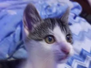 Gato raça Não sei  idade 2 a 6 meses nome Luffy