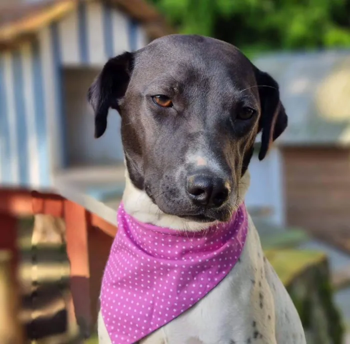 Cachorro ra a Srd idade 7 a 11 meses nome NANI