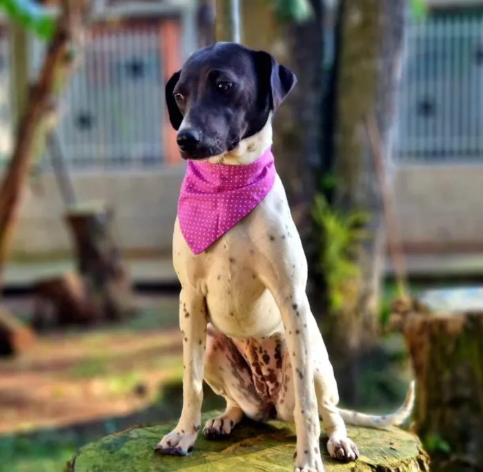 Cachorro ra a Srd idade 7 a 11 meses nome NANI