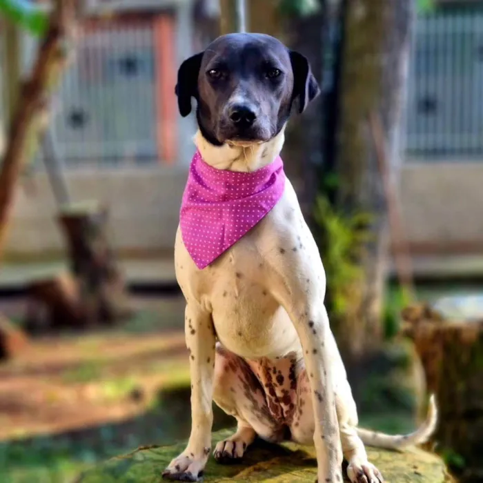 Cachorro ra a Srd idade 7 a 11 meses nome NANI