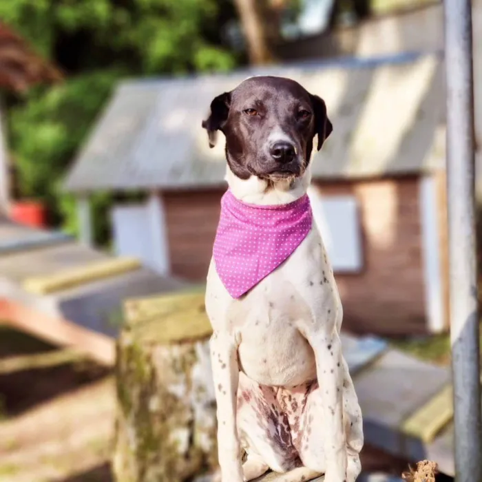 Cachorro ra a Srd idade 7 a 11 meses nome NANI