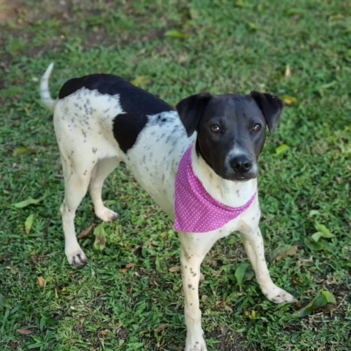 Cachorro ra a Srd idade 7 a 11 meses nome NANI