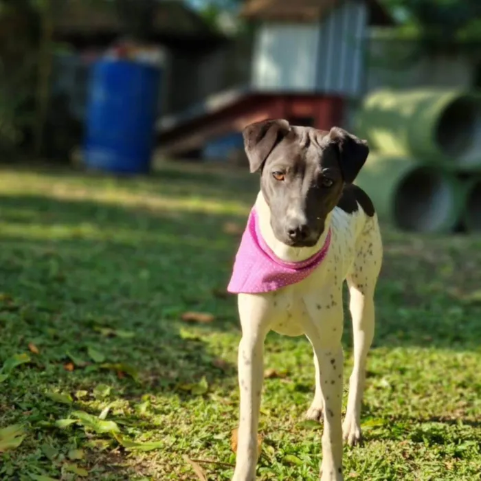 Cachorro ra a Srd idade 7 a 11 meses nome NANI