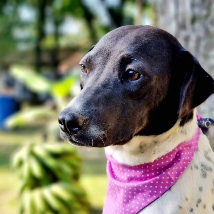 Cachorro ra a Srd idade 7 a 11 meses nome NANI