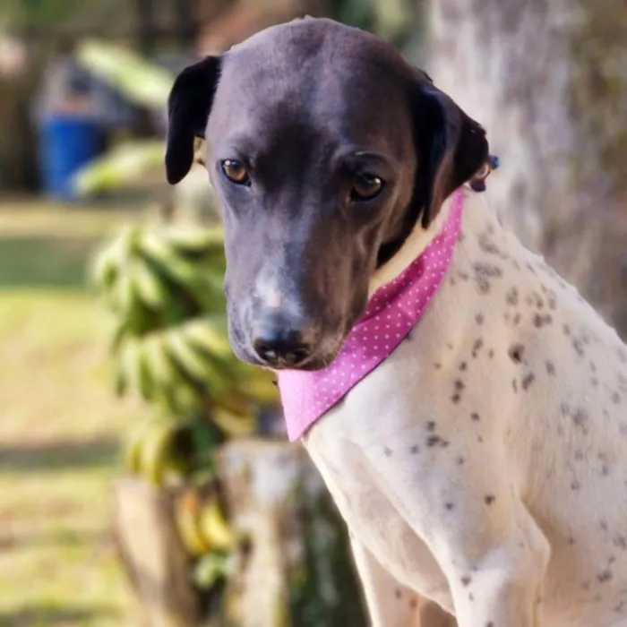 Cachorro ra a Srd idade 7 a 11 meses nome NANI