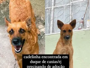 Cachorro raça SRD  idade 4 anos nome Valentina 