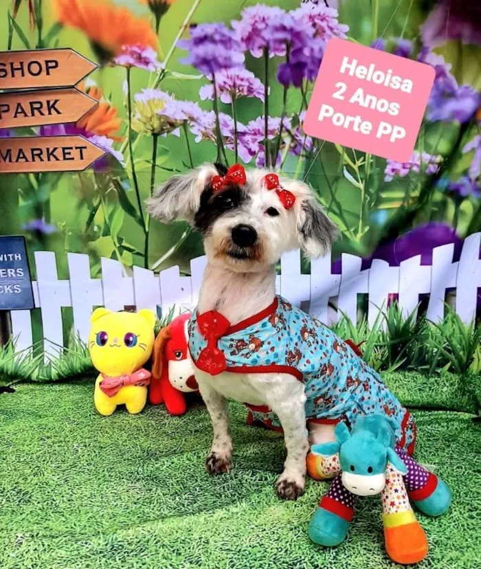 Cachorro raça Srd idade 2 anos nome Heloisa 