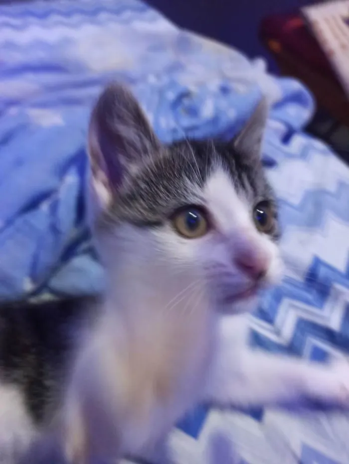 Gato raça Não sei  idade 2 a 6 meses nome Luffy 