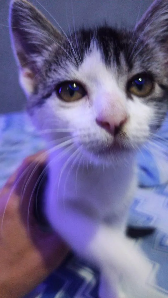 Gato raça Não sei  idade 2 a 6 meses nome Luffy 