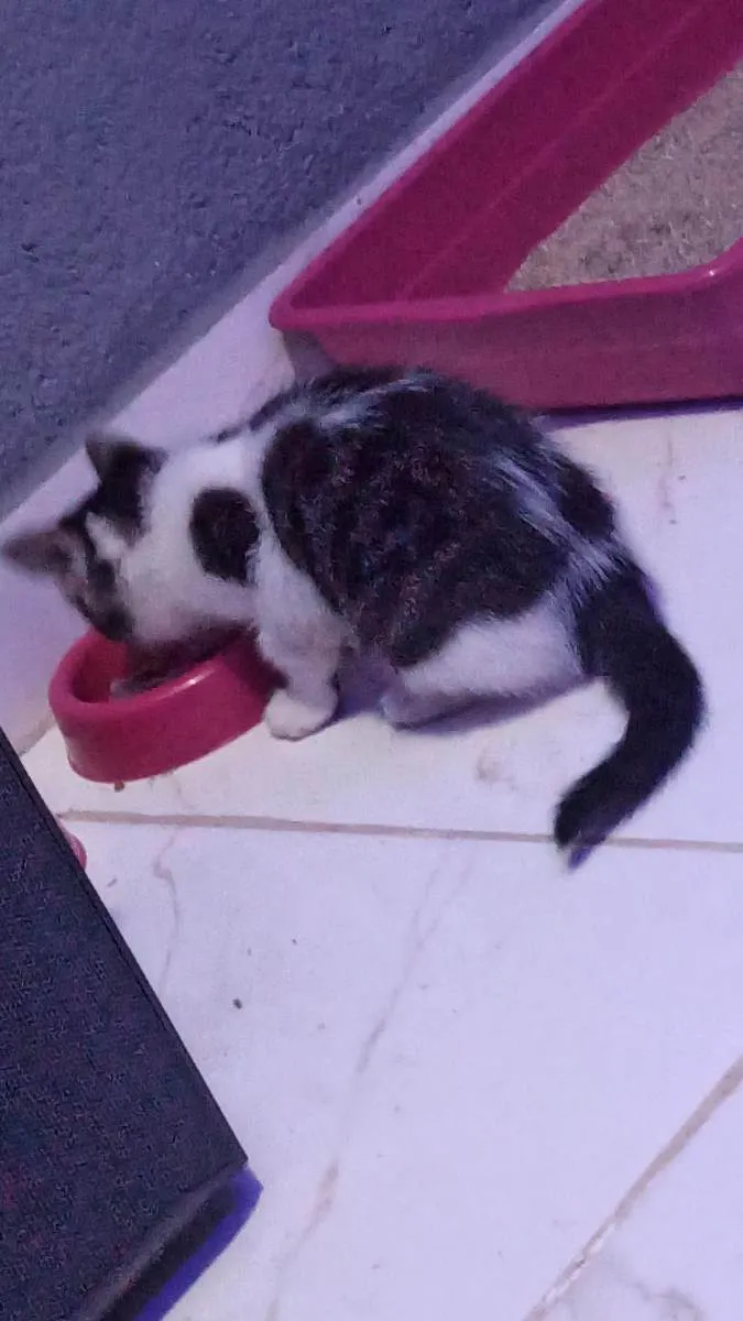 Gato raça Não sei  idade 2 a 6 meses nome Luffy 