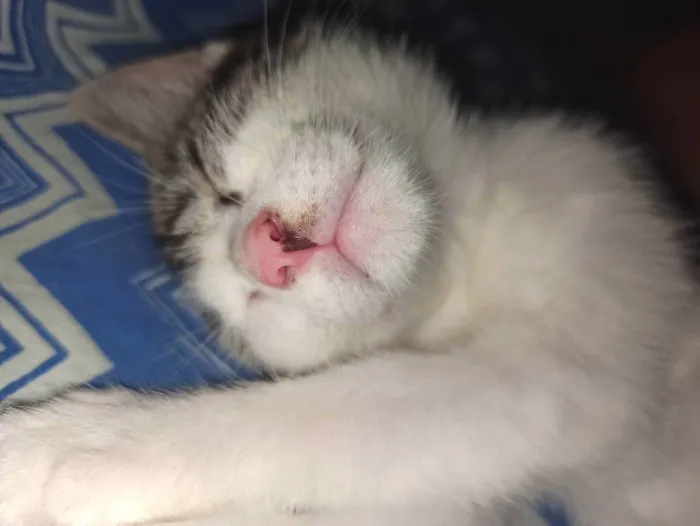 Gato raça Não sei  idade 2 a 6 meses nome Luffy 