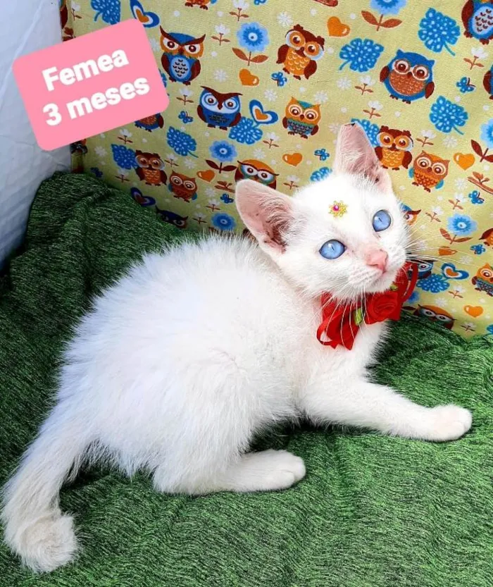 Cachorro raça Srd idade 2 a 6 meses nome Zuzu