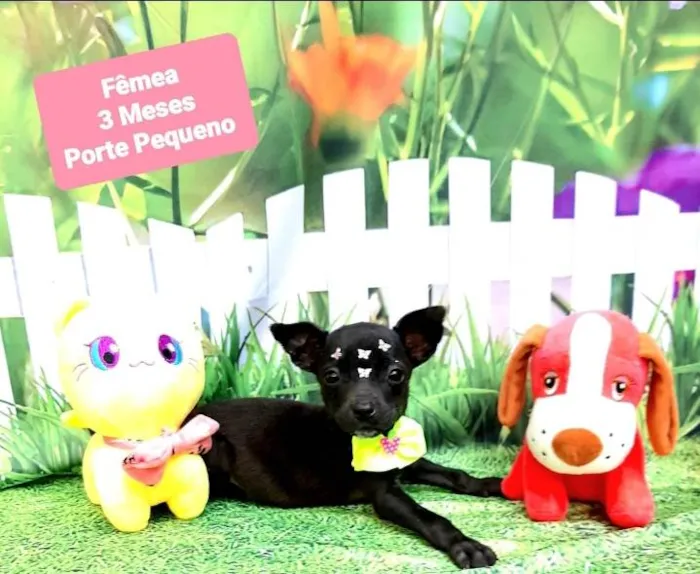 Cachorro raça Srd idade 2 a 6 meses nome Pretoca