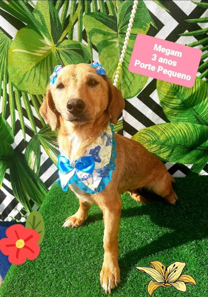Cachorro raça Srd idade 3 anos nome Megam