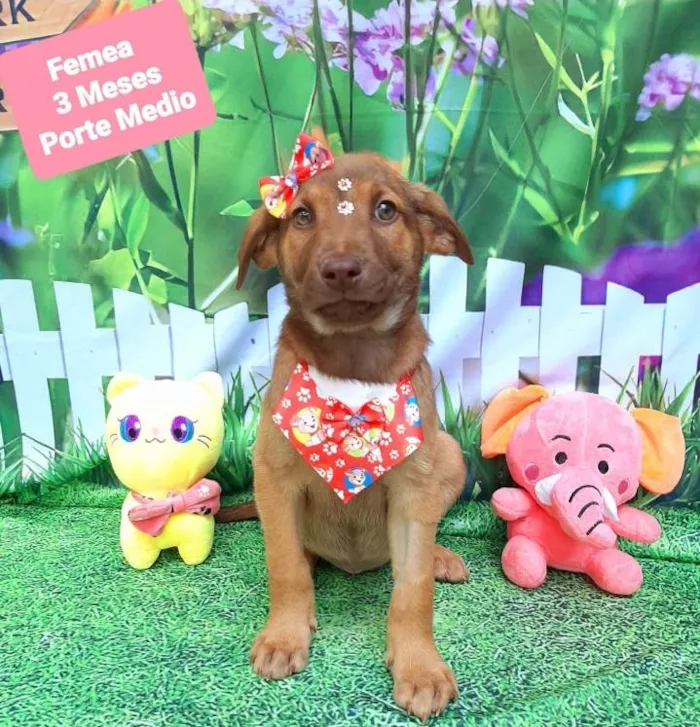 Cachorro raça Srd idade 2 a 6 meses nome Buba