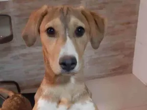 Cachorro raça  idade 2 a 6 meses nome Gaia