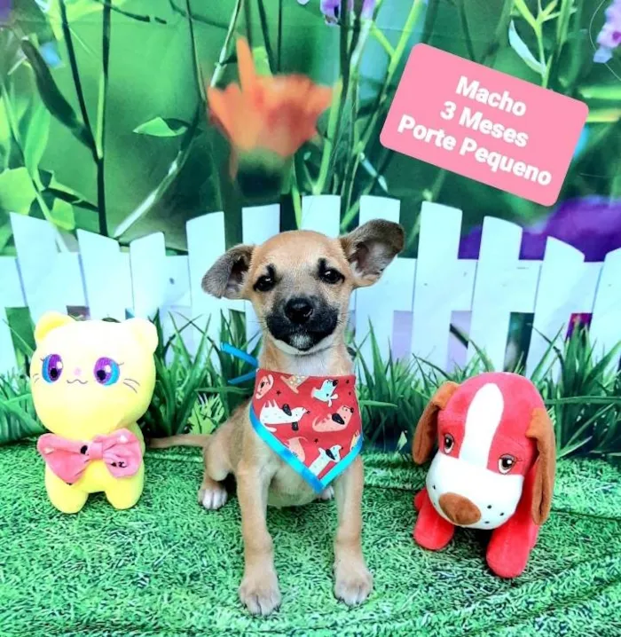 Cachorro raça Srd idade 2 a 6 meses nome Biel