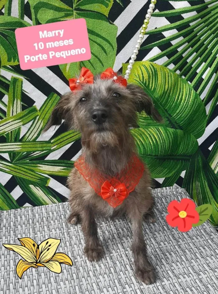 Cachorro raça Srd idade 7 a 11 meses nome Marry 