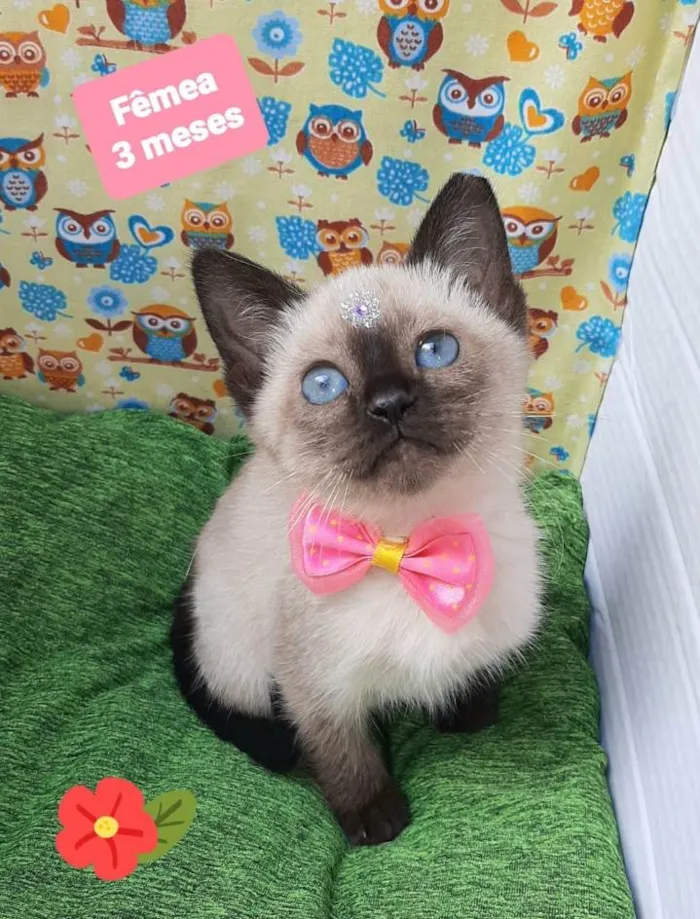 Gato raça Srd idade 2 a 6 meses nome Maze 
