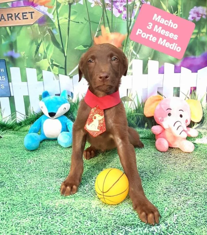 Cachorro raça Srd idade 2 a 6 meses nome Bombom