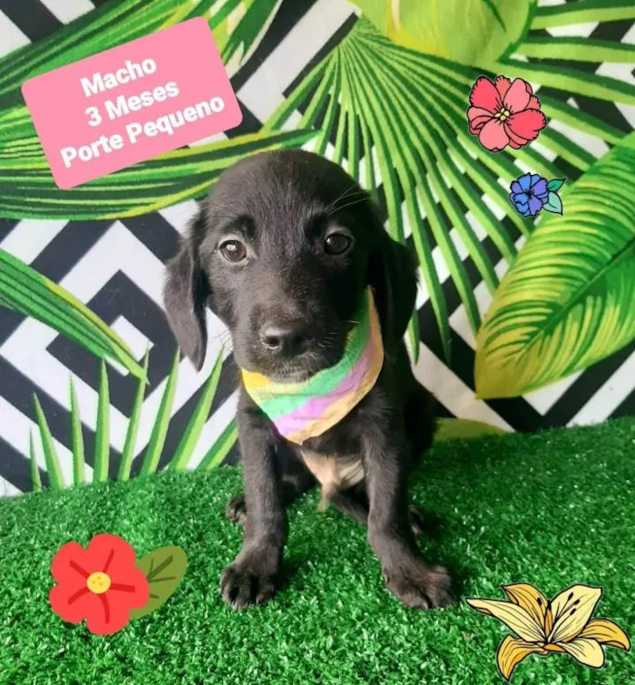 Cachorro raça Srd idade 2 a 6 meses nome Bidu