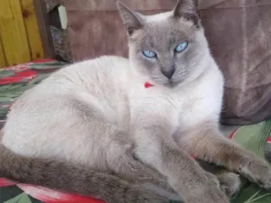 Gato raça Sem raça definida  idade 1 ano nome GURIA